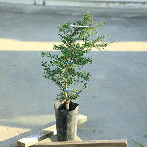 ؁@A؁@ʎ@c؁FtBK[CiLrACjgr[*Ԏi@60cm@S80cm@}g֔