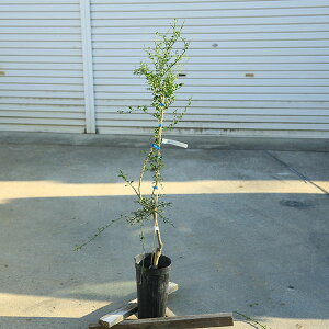 ؁@A؁@ʎ@c؁FtBK[CiO[WCAgj*i@100cm@S120cm@}g֔