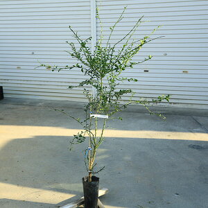 ؁@A؁@ʎ@c؁FtBK[CieCXeBO[j*ʓi@100cm@S120cm@}g֔