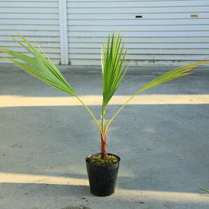 ؁@A FVgViVgqj@V̖؁@S80cm*