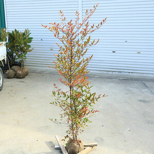 ؁FViȂĂjԓV@@F130cm@SF150cm@iI*}g֔