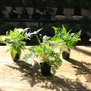 ��؁E�A�؁@�c�؁F�x�j�V�_�i�g�r���j3�{�Z�b�g�@���O�����h�J�o�[�ȂǂɃV�_�ƌ����΃R���I�I�@����}�֔���