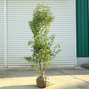 @I؁F\S/悲iP؁jijii@*@F130cm@SF150cm@^i