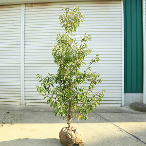 ���������@���I��؁F�\���S/���悲�i�P�؁j�i�����j���i���i�@*�@�����F��130cm�@�S���F��150cm�@�����^���i����