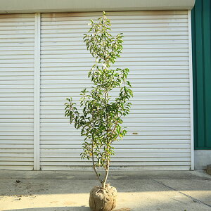 ���������@���I��؁F�\���S/���悲�i�P�؁j�i�����j���i���i�@*�@�����F��130cm�@�S���F��150cm�@�����^���i����