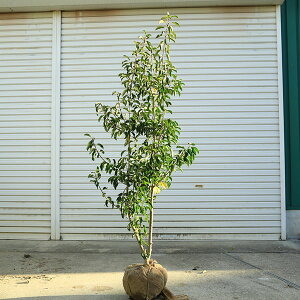 ���������@���I��؁F�\���S/���悲�i�P�؁j�i�����j���i���i�@*�@�����F��130cm�@�S���F��150cm�@�����^���i����