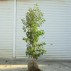 @I؁F\S/悲iP؁jijii@*@F130cm@SF150cm@^i