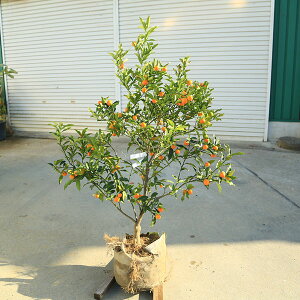 ��؁@�A�؁@�ʎ��@�c�؁F�L���J���i�����j�劔 �����F110cm�@���i����@����}�֔���*�@���񂩂�@����