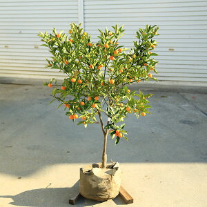 ��؁@�A�؁@�ʎ��@�c�؁F�L���J���i�����j�劔 �����F100cm�@���i����@����}�֔���*�@���񂩂�@����