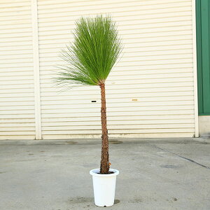 ���I��؁E�A�؁F�剤���i�����������傤�j�@�劔�@�S��120cn*���������܂@���}�g�֔���