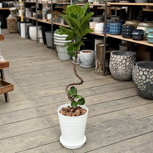 観葉植物 カシワバゴム 鉢植え」の人気商品一覧・価格比較 - 価格.com