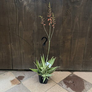  ϗtAFAG@f^Cg* Aloe 'Delta Light' 5@݂蔫