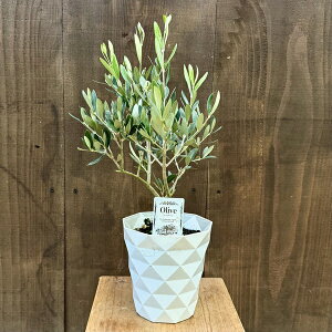 ϗtA I[u̖ iIׂ܂FI[u@5*tgCI AxLi b`[m I[N RlCL uPb^