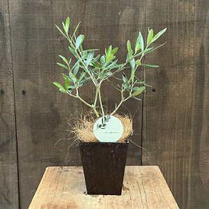 ϗtA I[u̖؁FI[u GOR*GR|bg RRV