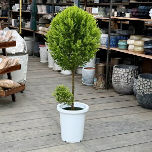  ϗtAFRjt@[ S[hNXg gsA[*8 v|bg ^}g