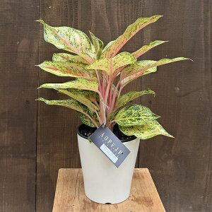  ϗtAFAOIl} eJbg*c_ 10Jbg 5 v|bg Aglaonema