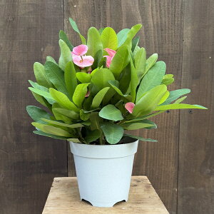  ϗtA AFniL eBA Vbe*ԃL [tHrA i