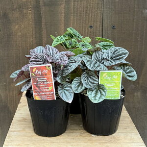 ϗtA@cFyy~A@3Zbg*Peperomia