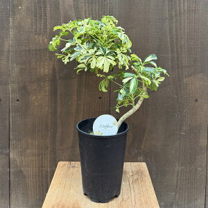 ϗtAFVFt@WFj[l*4 v|bg tzR