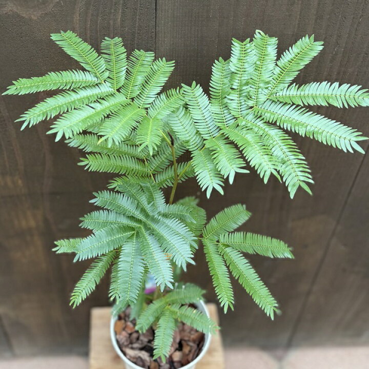 楽天市場】観葉植物：エバーフレッシュ*5号プラポット ネムノキ 