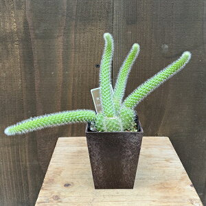 �ϗt�A�� �� �T�{�e���F�q���T�{�e�� �q���f�E�B���e�� �G�R�|�b�g*