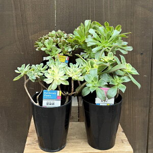  ϗtAFIׂAGIjE*LEC  ܂獕@t A[mfB