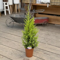 楽天市場】ゴールドクレスト 植木の通販