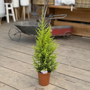 ������� �ϗt�A���F�R�j�t�@�[ �S�[���h�N���X�g*4��