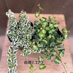 �I�ׂ� �ϗt�A���F�t�B�J�X �v�~�� 2��Z�b�g*�R�A�� �����̌� ���� Ficus pumila