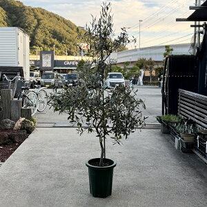 V{c[ ϗtAFI[u̖ W{J}^*2ԁ@10 i͂ ^}