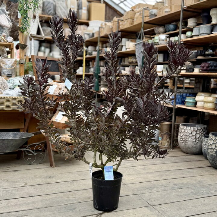 楽天市場】鉢花 観葉植物：リューカデンドロン デュリフ*7号 現品をお 