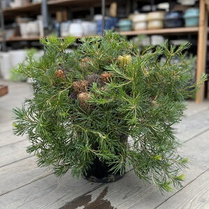 ϗtA  cFoNVA o[Xf[Lh*7 Banksia Birthday Candles i͂