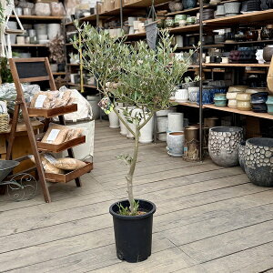  ϗtAFI[u̖ ~bV 8*i22 SOUJU n Mission ^}g