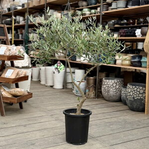 @ϗtAFI[u̖ sNA 8*i11@SOUJU n  Picual@^}g