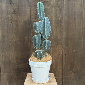 ϗtAFT{e u` A Mt*i͂ RRV BOTANY 