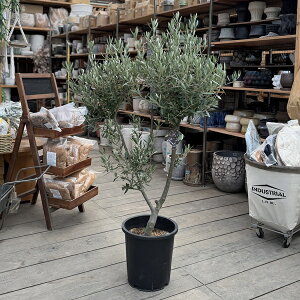 I A ϗtAFI[uiVvbV[mjɑ SOUJU n*S9|bgA S130cm i1 }