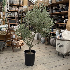 I A ϗtAFI[uiVvbV[mjɑ SOUJU n*S9|bgA S140cm i2 }