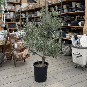 I A ϗtAFI[uiVvbV[mjɑ SOUJU n*S9|bgA S140cm i3 }