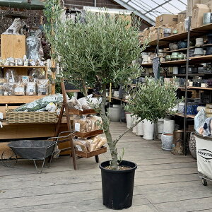 I A ϗtAFI[uiVvbV[mjɑ SOUJU n*S10|bgA S160cm i1 }