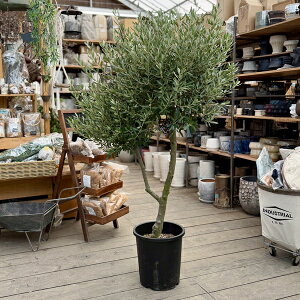 I A ϗtAFI[uiVvbV[mjɑ SOUJU n*S10|bgA S150cm i2 }