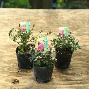 �c�F�[�R�����c�c�W*�@�i�킨�I�т��������@�݂�܂��肵�܂��@�~���}�L���V�}�c�c�W