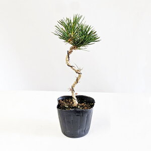 cFO͍ilEȁj*~͑fނ܂N}cKuromatsu