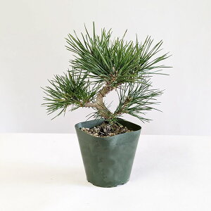 cFO͍iȁEj*~͑fނ܂N}cKuromatsu