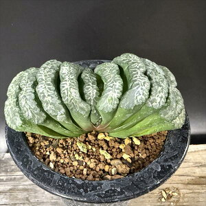 AFnI`A@ʐ T93*11cm@iIi