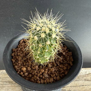 T{eFtFJN^X@byn[Qj[*2.5cm@ԏ