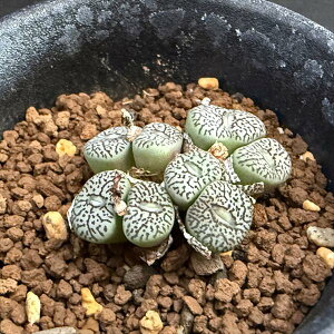 AFRmtBc@EBbexQZ*S3.5cm@iIi