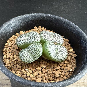 AFRmtBc@EBbexQZ*S4cm@iIi