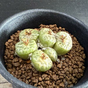 AFRmtBc@AQJG@egSi*S4cm@iIi