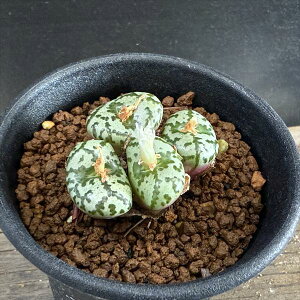 AFRmtBc@EXvMAi*S4cm@iIi