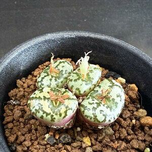 AFRmtBc@EXvMAi*S3.5cm@iIi